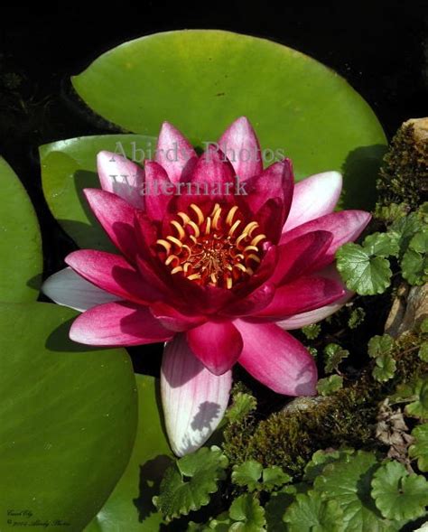 Flowers Water Lily Red