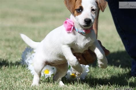 These fluffy, playful jack russell mix puppies are a cross between a jack russell terrier and another dog breed. Pinky: Jack Russell Terrier puppy for sale near Dallas ...
