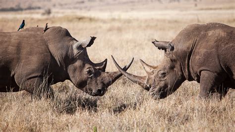 Kenya Wildlife Park Safari East Africa Game Reserve Tour Geoex