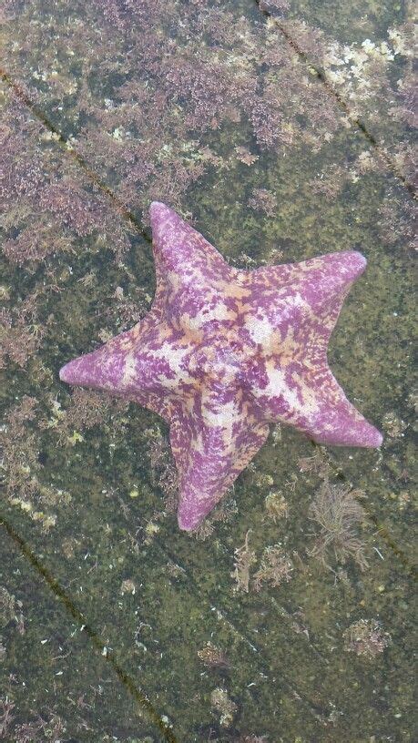 Purple Star Fish Seaworld Sea World Purple Starfish