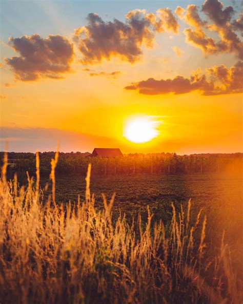 Free Picture Agricultural Landscape Sunset Farm Orchard Farmland