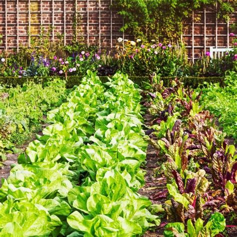 The Top 5 Vegetable Garden Layouts To Maximize Your Yield Dian Farmer