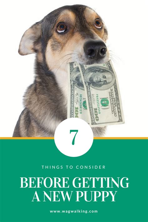7 Things To Consider Before Getting A New Puppy