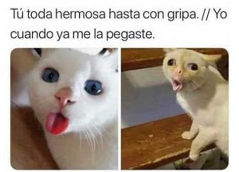 Llorando Stickers Gatos Memes Odiamos Que Te Sientas As Pero Esperamos