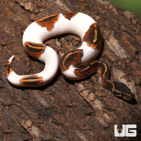 Juvenile Male Leopard Yellowbelly Pied Ball Pythons Python Regius For