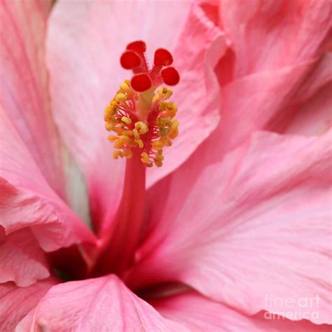 Hibiscus Up Close