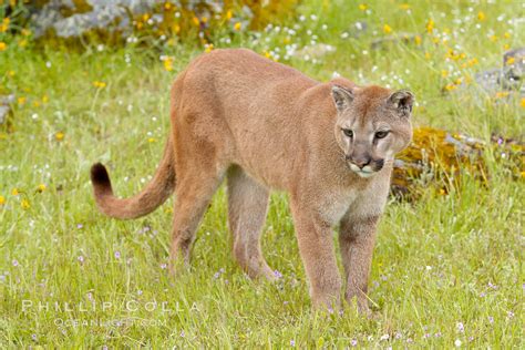 Mountain Lion Puma Concolor 15849 Natural History Photography