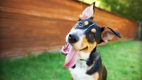 All Of Your Dog Tongue Questions Answered Sheknows