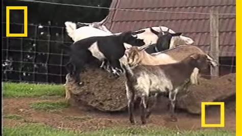 Fainting Goats National Geographic Youtube