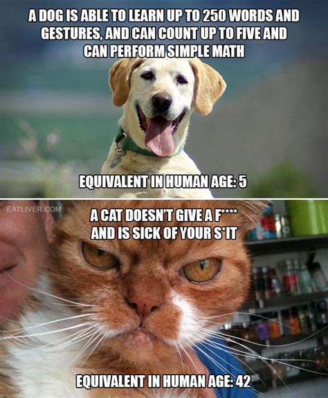 Whos Smarter Dogs Or Cats