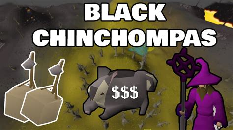 Osrs Black Chinchompa Hunting Guide 1m Per Hour Youtube