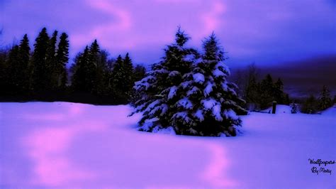 Purple Winter Wallpaper Wallpapersafari
