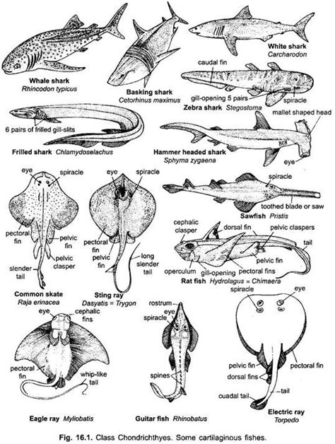 Representative Types Of Chondrichthyes Vertebrates Chordata Zoology