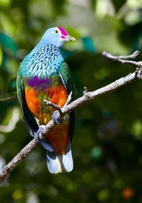 Pin By Pearl Aranda On Animalitos Y Aves Beautiful Birds Nature