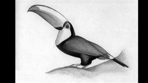 How To Draw A Toucanhow To Draw A Realistic Toucan Drawings Draw