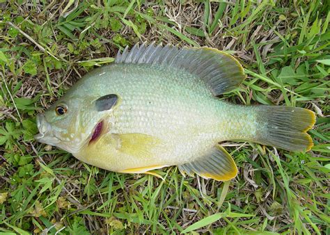 Small Ponds Support Hybrid Sunfish Well Mississippi State University