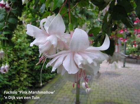 Bellenplant Fuchsia Pink Marshmallow