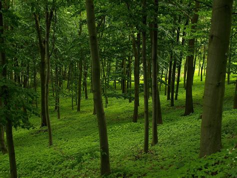Green Forest Free Stock Photo Freeimages