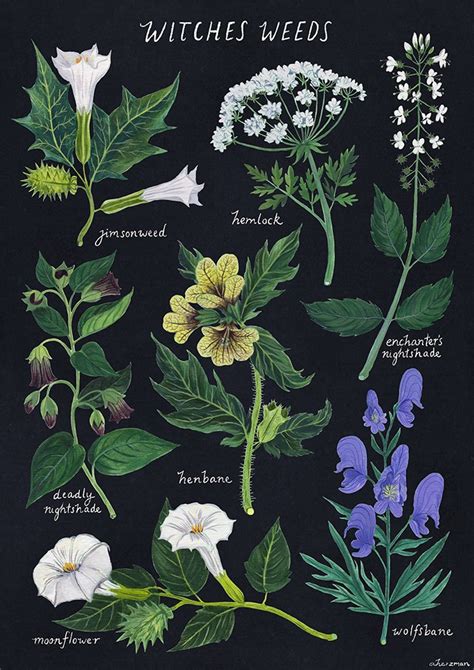 Amanda SHOP OPEN On Twitter Botanical Drawings Witch Aesthetic Botanical Art