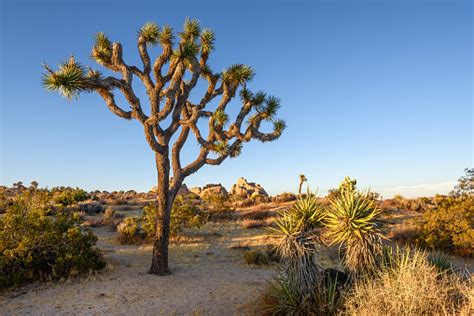 Joshua Tree National Park Mojave Desert California Fotografie Stock E