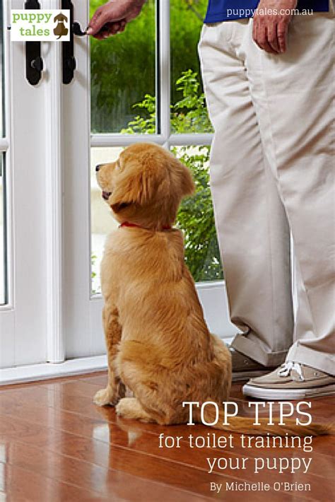 While potty training, it is ideal to keep your puppy where you can watch it at all times. Top tips for toilet training your puppy | Training your ...