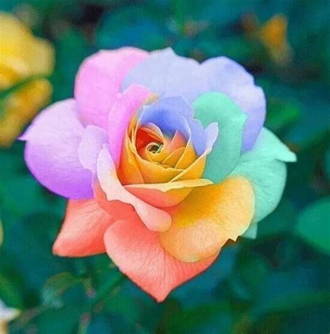 Beautiful rose flower picture all flowers send flowers. 1000+ images about All Types of Flowers on Pinterest ...