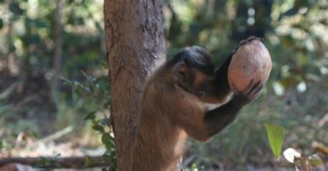 Observing Monkey Behavior Cracking The Nut Noldus