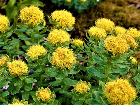 Rhodiola Rosea Rhodiola Rosea Reviews And Side Effects
