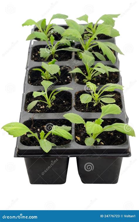 Seedlings Of Aster Flowers Stock Image Image Of Aster 24776723