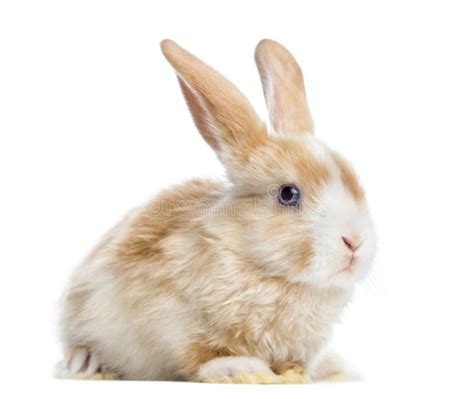 Satin Mini Lop Rabbit Ear Up Lying Isolated Royalty Free Stock Photos