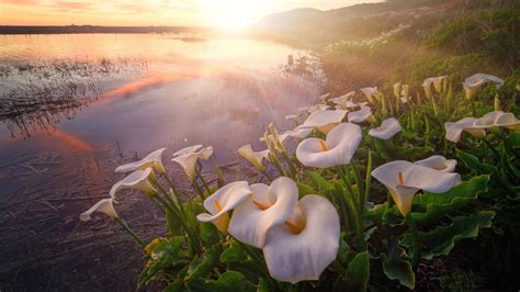 Fog Calla Lily With Dawn Near Lake Hd Flowers Wallpapers Hd