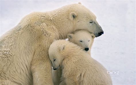 Polar Bear Mother And Cubs Near Hudson Bay Canada Bear And Mother