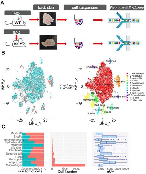 Single Cell Rna Seq Reveals The Transcriptional Landscape And