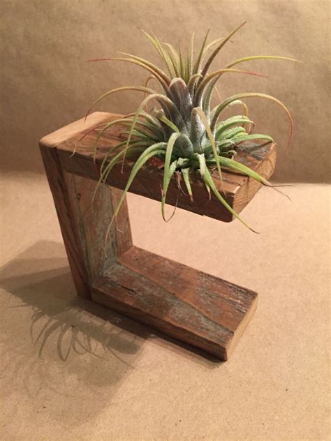Showcase your air plants | Plant display ideas, Air plant display, Air