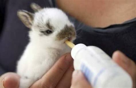 ¿cómo Se Alimenta Correctamente A Un Conejo Recién Nacido Tips Para