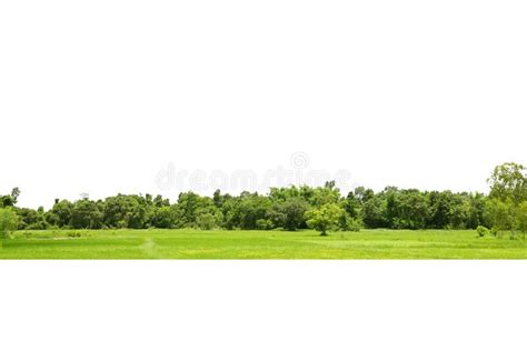 View Of A High Definition Treeline Isolated Stock Photo Image Of