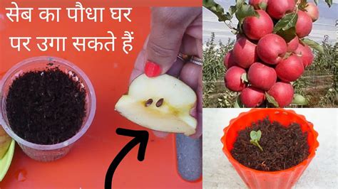 घर पर ही उगाए सेब का पौधा बीज से।how To Grow Apple Plant From Apple Seeds Youtube