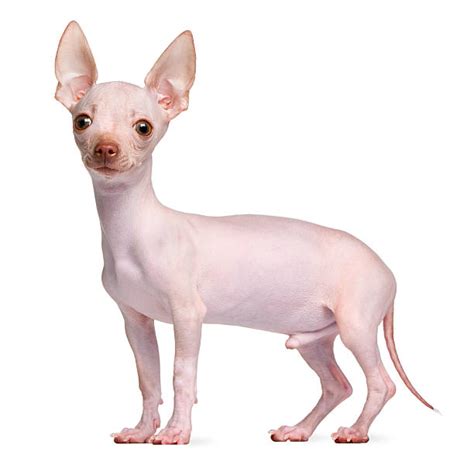 Royalty Free Hairless Chihuahua Pictures Images And Stock Photos Istock