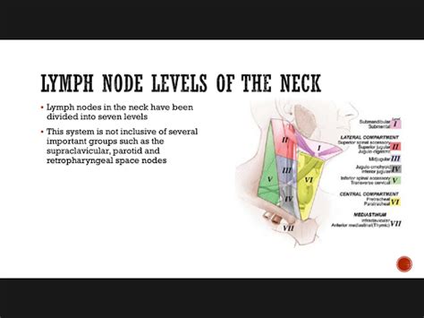 Lymphatic Drainage Of Thyroid And Lymph Node Levels In Neck World