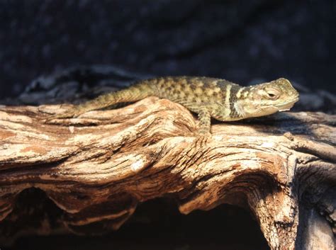 Blue Spiny Lizard Sceloporus Cyanogenys Zoochat