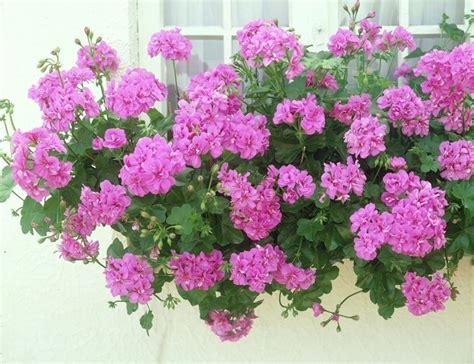 Quando si decide quali piante posizionare sul balcone bisogna considerare tanti fattori. I fiori resistenti al sole - Piante da terrazzo - Fiori ...
