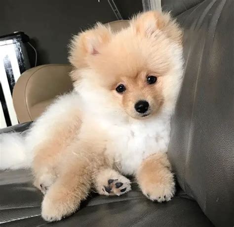18 Best Pomeranian Teddy Bear Cut Pictures The Paws