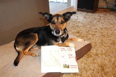Overview amenities policies reviews map owner rates & availability. Dog Adventures Review: Pet-Friendly Guidebook