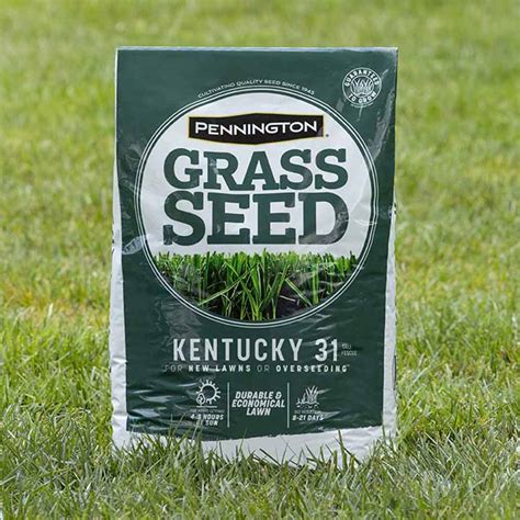 Kentucky 31 Tall Fescue Grass Seed Pennington