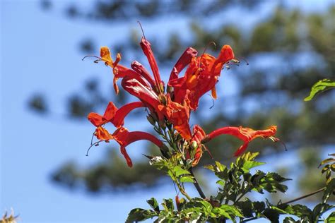 Tecomaria Capensis — Jardim Botânico José Do Canto