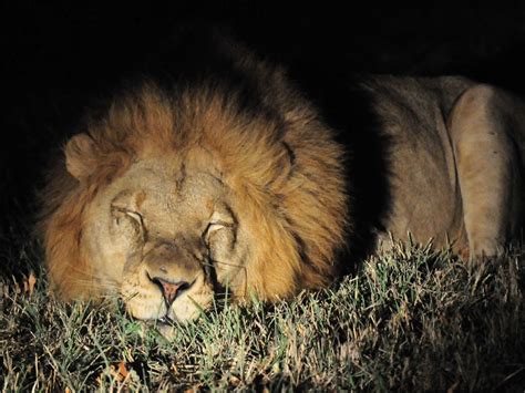 Picture This Safari: Male Lions At Night Ulusaba