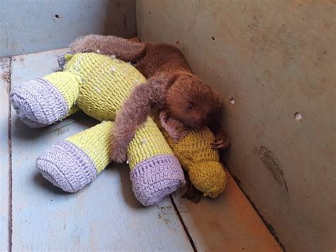 Filhote de bicho preguiça é resgatado em casa em MT Mato Grosso G1
