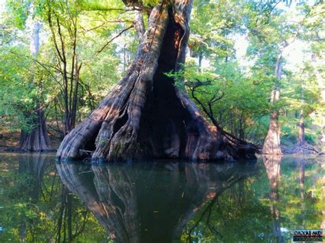1000 Year Old Cypress Tree In Louisiana