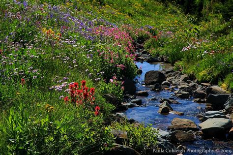 Wildflowers And Creek By La Vita A Bella On Deviantart