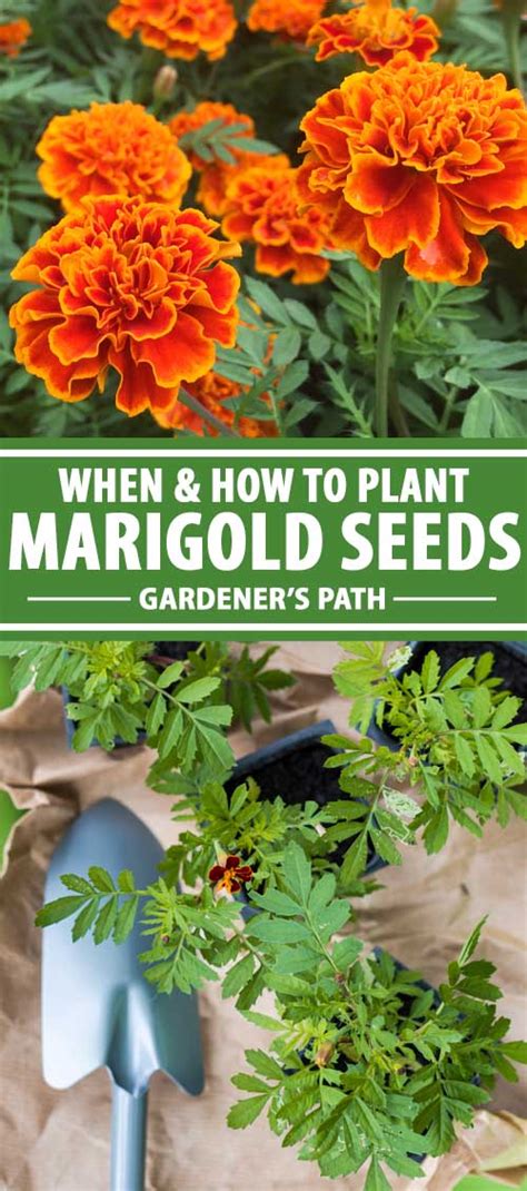 When and How to Plant Marigold Seeds | Gardener's Path in ...